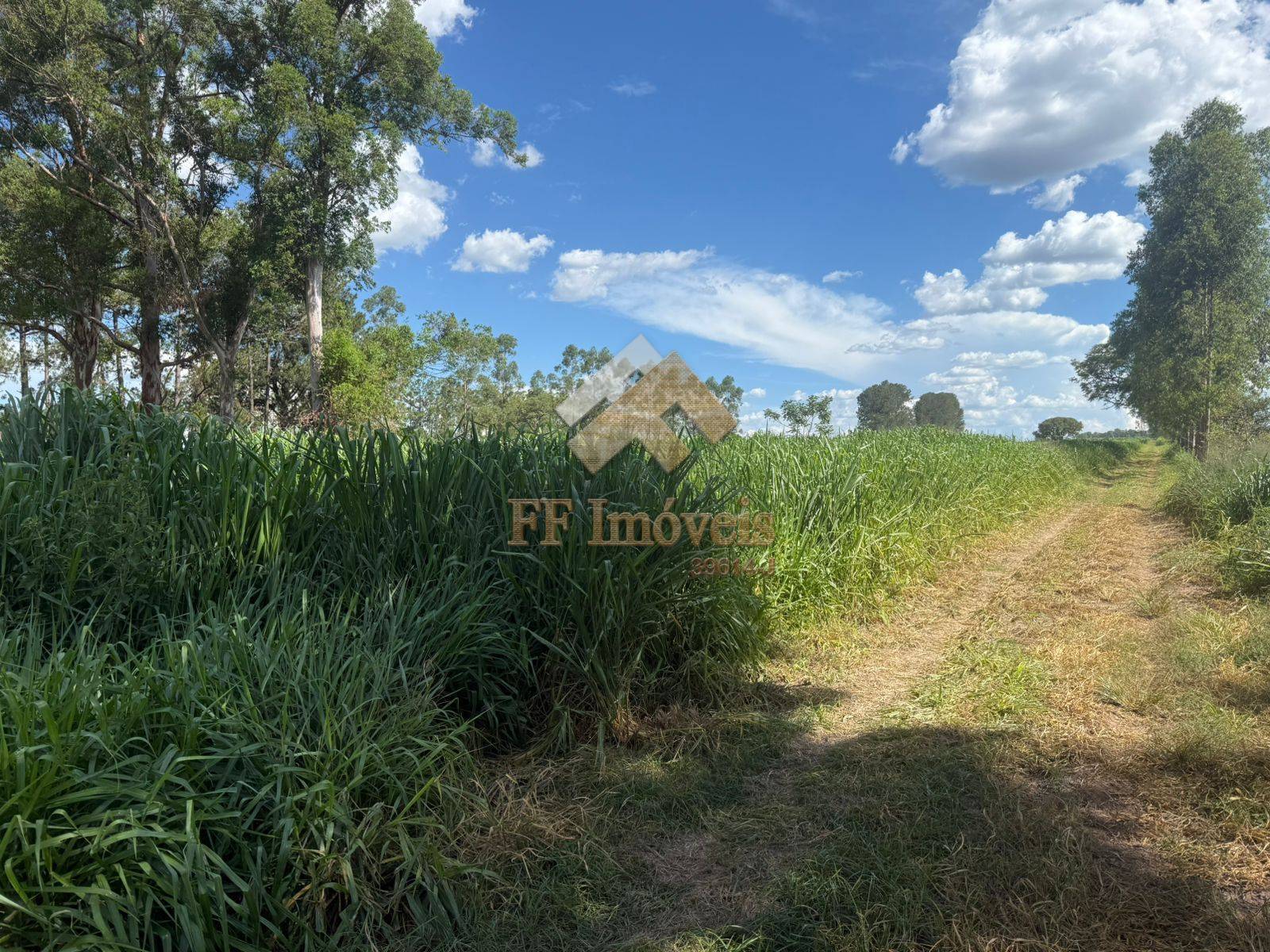 Sítio, 5 quartos, 5 m² - Foto 7